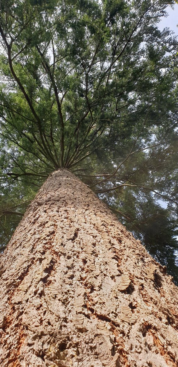 Elchaig meanders towards the sea, beautiful river, trees and glen. Peaceful place to roam.
#ThePhotoHour