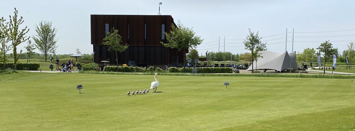 Putting green was gesloten maar daar trekken moeder zwaan en haar kroost zich niets van aan 😄