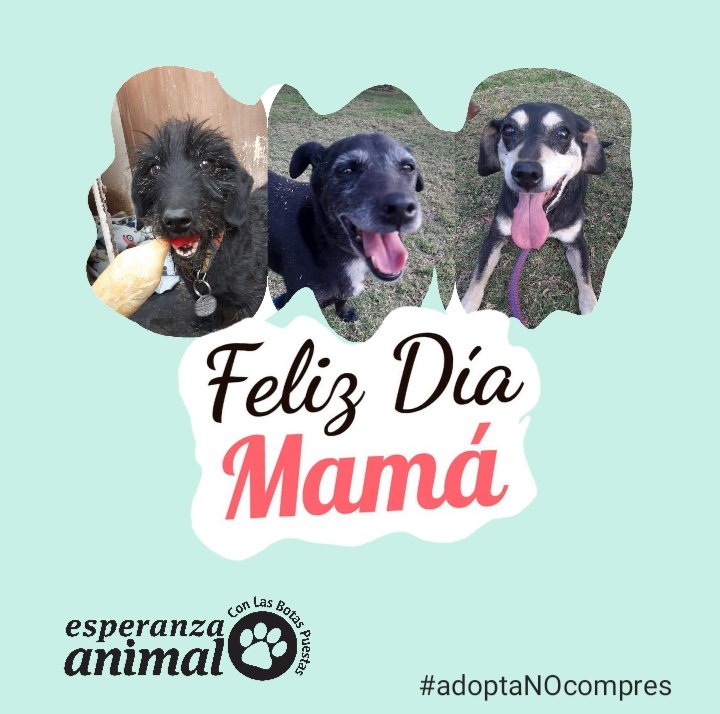 DULCE, DOMINGO Y CHOLITO, LES DESEAN UN LINDO DÍA A TODAS LAS MAMÁS DE CHILE! 
Cariños de nuestro pequeño EQUIPO EABP 2023