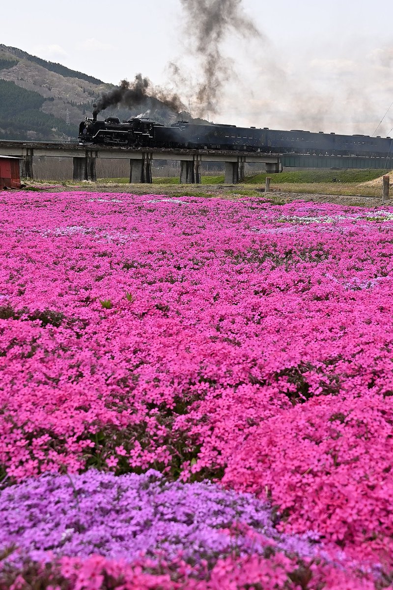 haroo1125's tweet photo. 🚂SL銀河 2023.04.22…下り②

桜🌸が終わり今度は芝桜へ

#SL銀河存続希望 
#夢はつづく https://t.co/gtcqjGm8R3