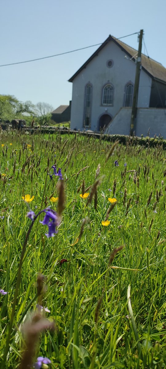 Local churchyard themed #wildflowerhour. First year of meadow management, Bluebells, Violets, Bird's foot trefoil, sweet vernal grass and one Early purple orchid! <a href="/godsacre/">Caring for Gods Acre</a> <a href="/UnitedReformed/">UnitedReformedChurch</a>