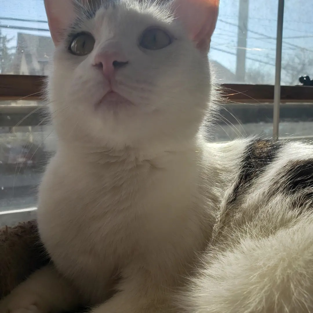 TheCatMalice's tweet photo. @ZombieSquadHQ @RhondaHendee @ZSBirthday @BengalPandora @Burrow43 @CancerDoggy @DogDazeUK @MuddlesDog @ThorSelfies We love mew Momma Batman! Mew will paways be #foreverBatmom Hugs from me and Mayhem! #ZSHQ 😻😻 https://t.co/9DyFTJnswe