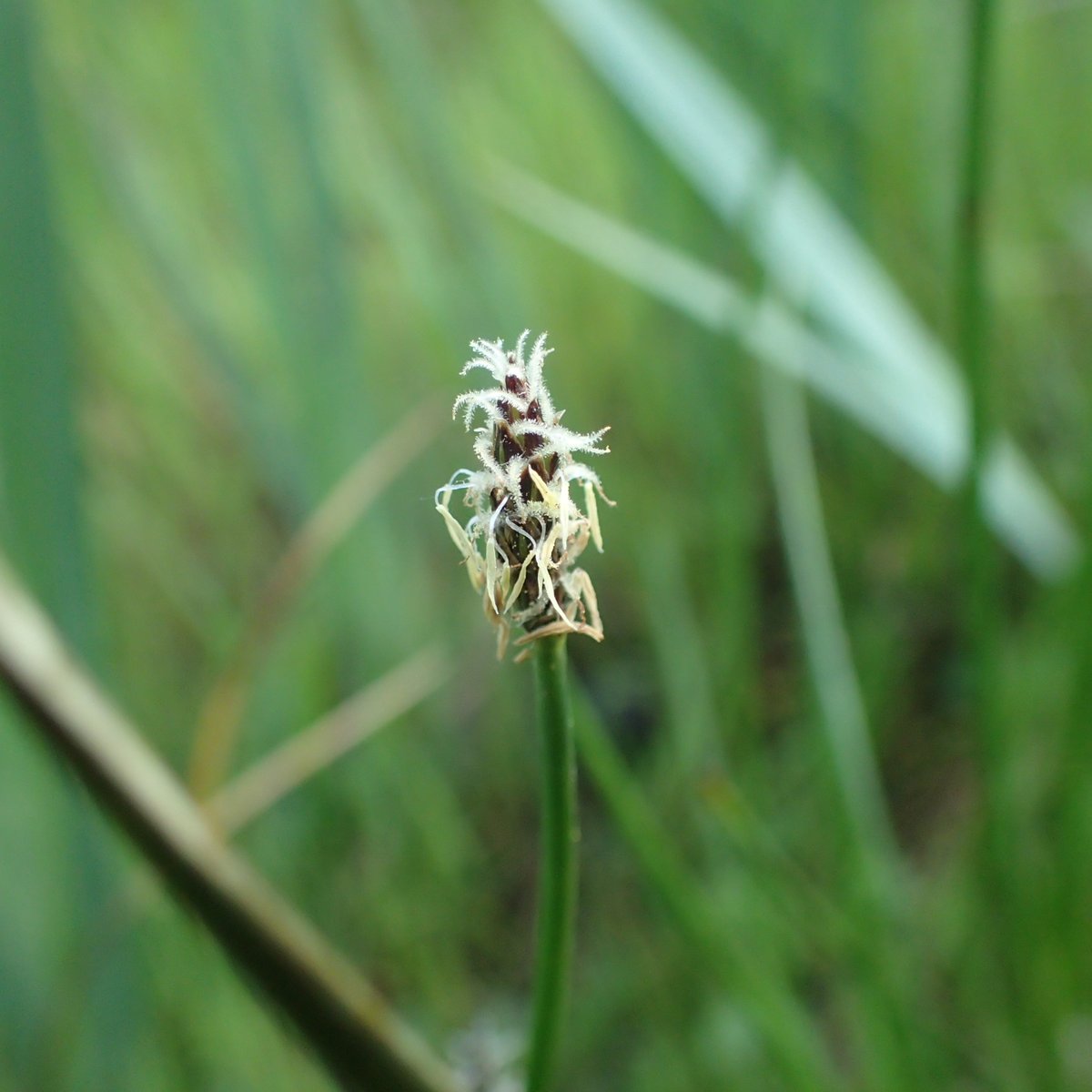 Dawlish Warren tweet media