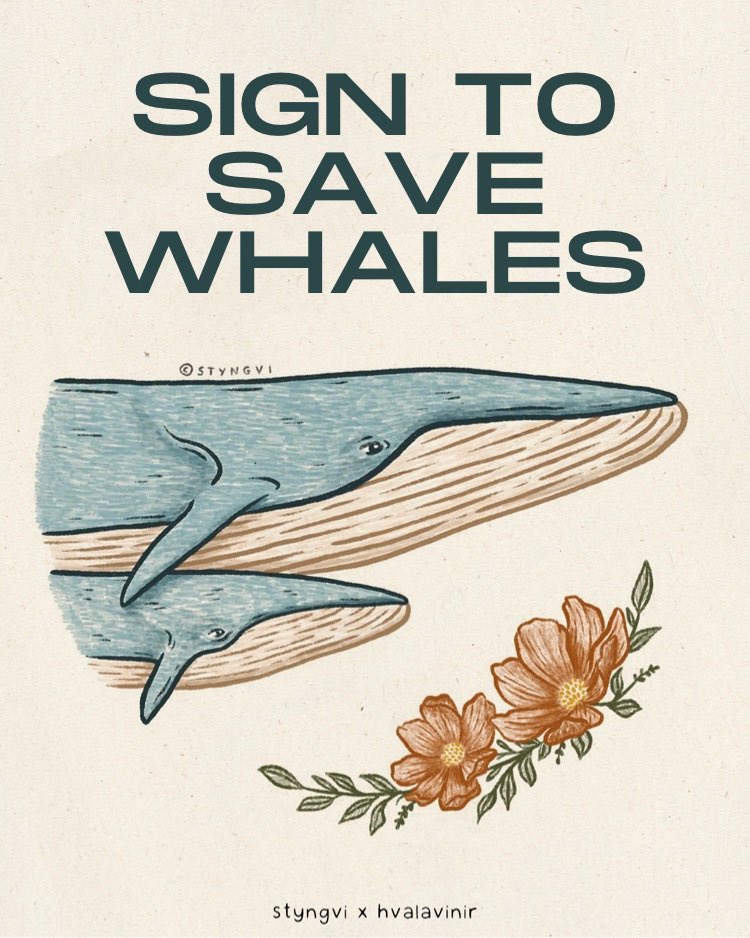 Iceland still allows the inhumane hunting of whales despite:

🐋 Whales being vital in marine ecosystems &amp; carbon cycles
🌎 Negative consequences for future generations 
💸 The industry’s net economic losses
💔 The whales suffering long and painful deaths

change.org/p/ban-whaling-…