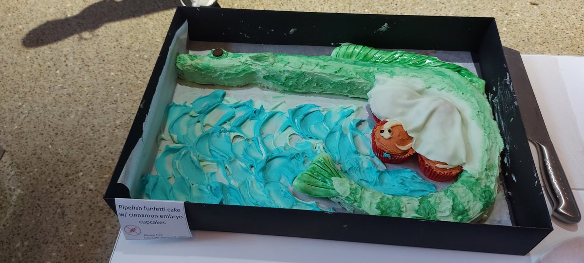 EmilyRBeasley's tweet photo. Flanagan lab syngnathid goodies from the SBS bake off 🐟🍰 https://t.co/yiCDMzHAcy