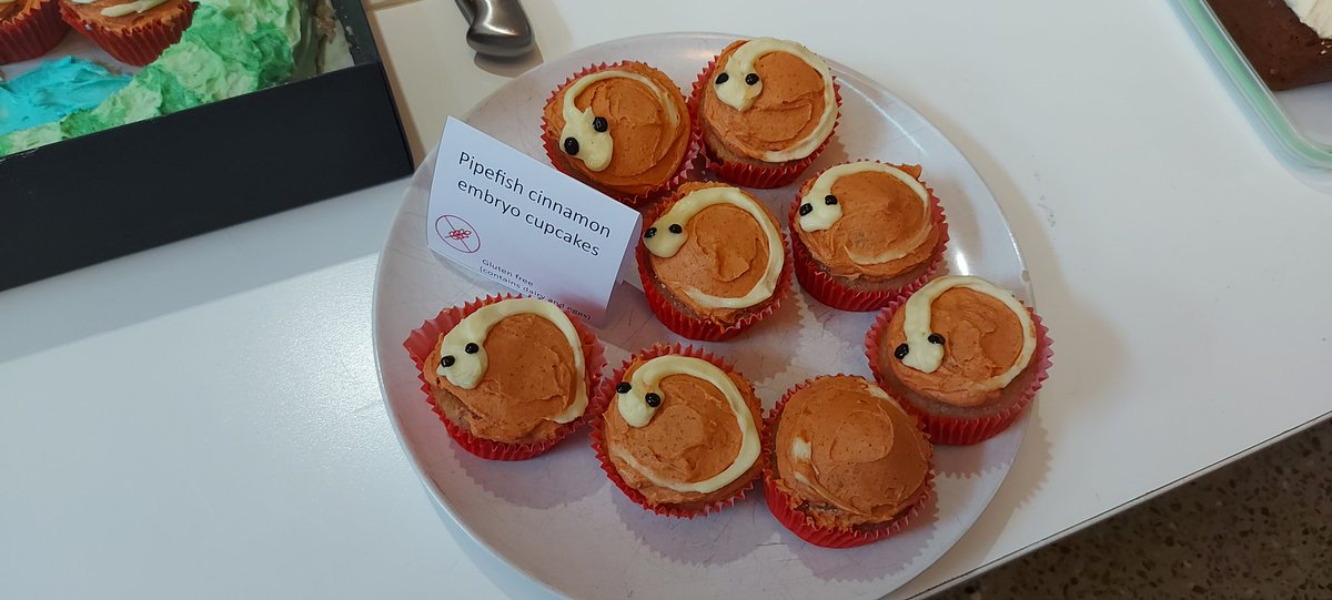 EmilyRBeasley's tweet photo. Flanagan lab syngnathid goodies from the SBS bake off 🐟🍰 https://t.co/yiCDMzHAcy