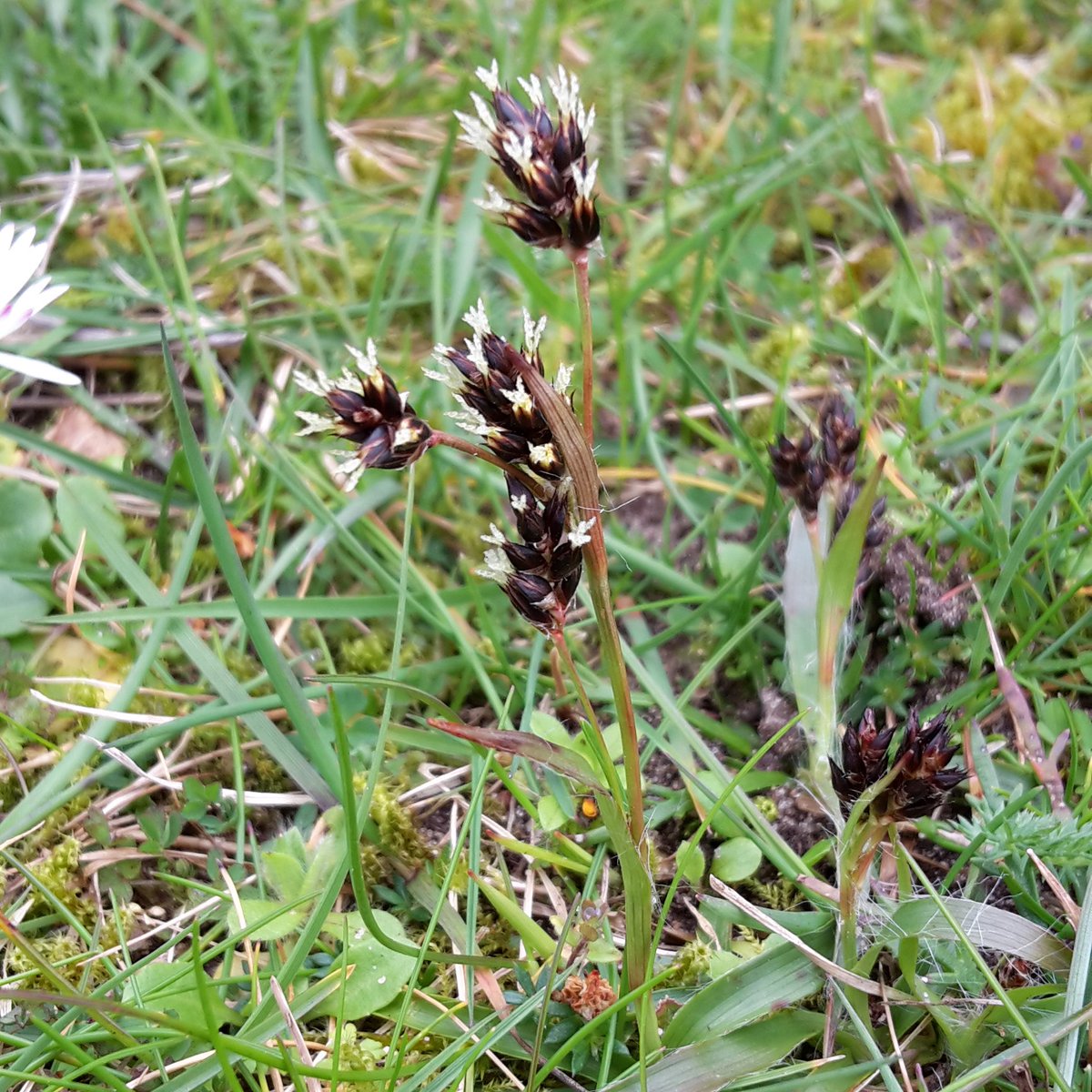 Dawlish Warren tweet media