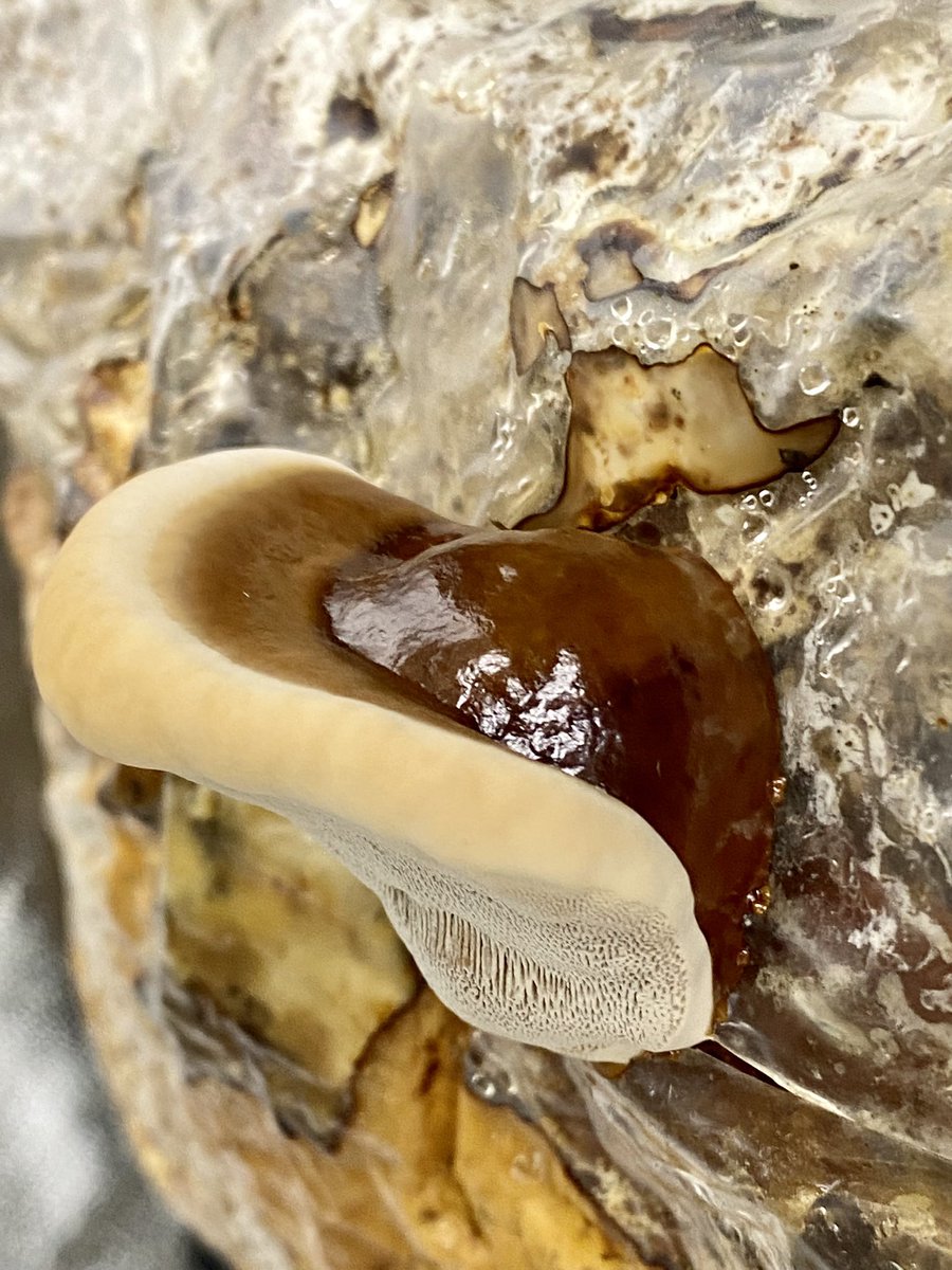 myconova137's tweet image. Red Reishi &amp;amp; Black Reishi #ganodermalucidum #ganodermasinense 
on a cosmic scale, all things are equal, balance is key, ants are more important to life than humans, they act in a way the benefits the conditions for life, symbiotic w earth.