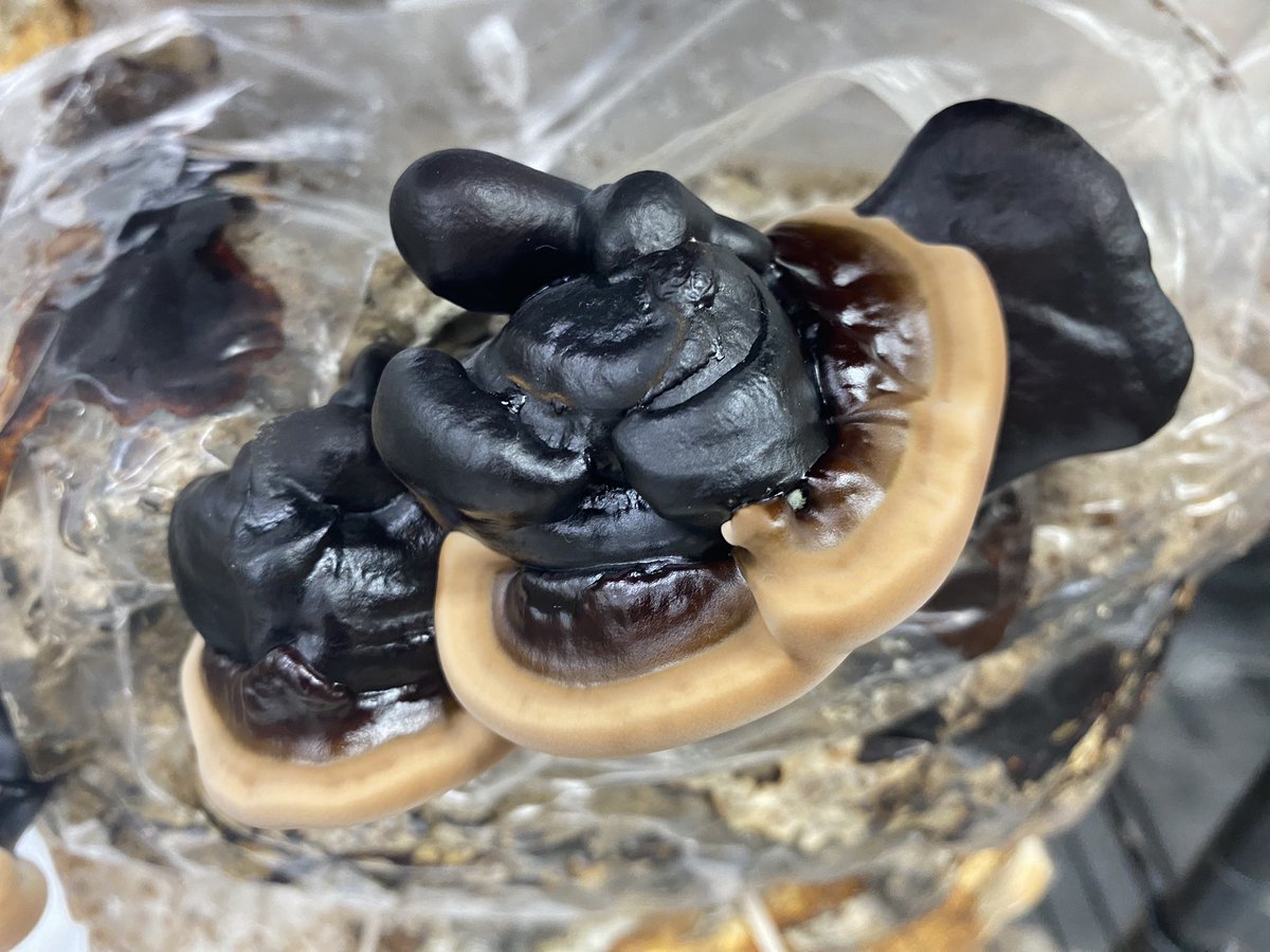 myconova137's tweet image. Red Reishi &amp;amp; Black Reishi #ganodermalucidum #ganodermasinense 
on a cosmic scale, all things are equal, balance is key, ants are more important to life than humans, they act in a way the benefits the conditions for life, symbiotic w earth.