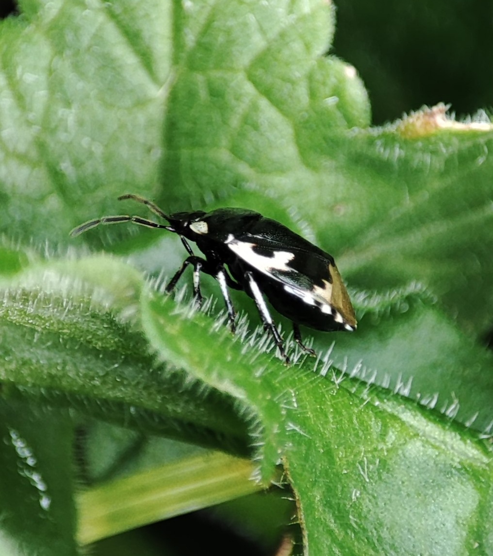 A great find for me last week........... Pied shieldbug (Tritomegas bicolor) at Dale in Pembrokeshire - only a teeny handful of Welsh records. May is the month to look for the adults - in warm, open spots. Any more out there in Wales? <a href="/BritishBugs/">Tristan Bantock</a> <a href="/wwbic1/">WWBIC</a>
