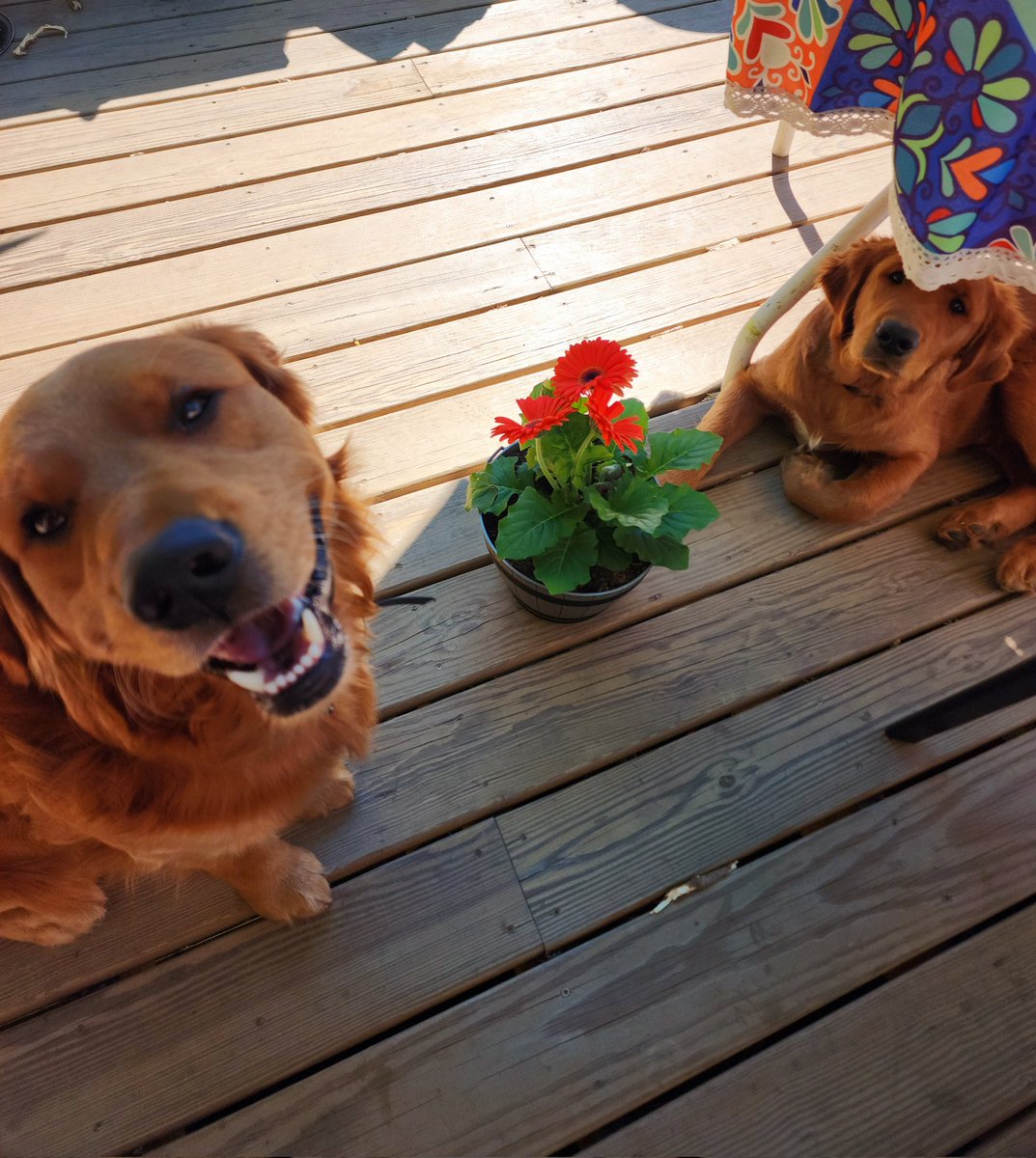 Happy Mother's Day to all the moms out there!! A special shout out to our mom, without her, we would be missing out on hundreds of socks. 🤣🤣 #dogsoftwitter #goldenretriever
