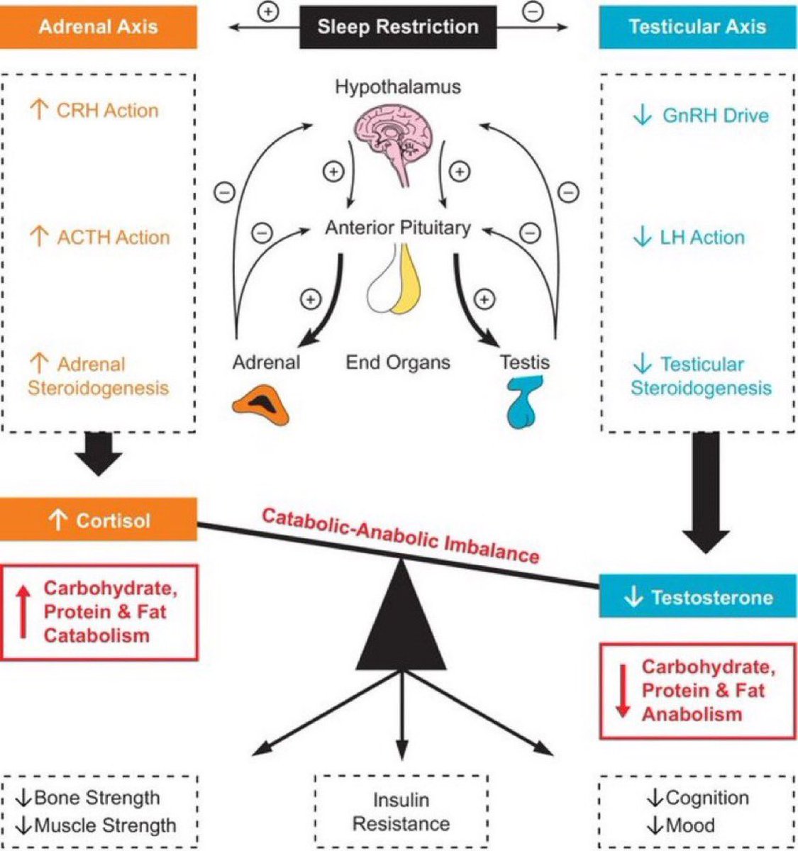 AntelmPujol's tweet photo. 🧬 FALTA DE SUEÑO Y HORMONAS

🚩Cortisol: 
Dormir poco ➡️ aumento del 37% 
No dormir ➡️ aumento del 45%

🚩Testosterona: 
Dormir poco ➡️disminución 25%

🚩Hormona de crecimiento: 
Dormir poco➡️disminución 21%

⚠️¿Alguna duda de la importancia del descanso en salud y rendimiento? https://t.co/KTE6SbMbv6