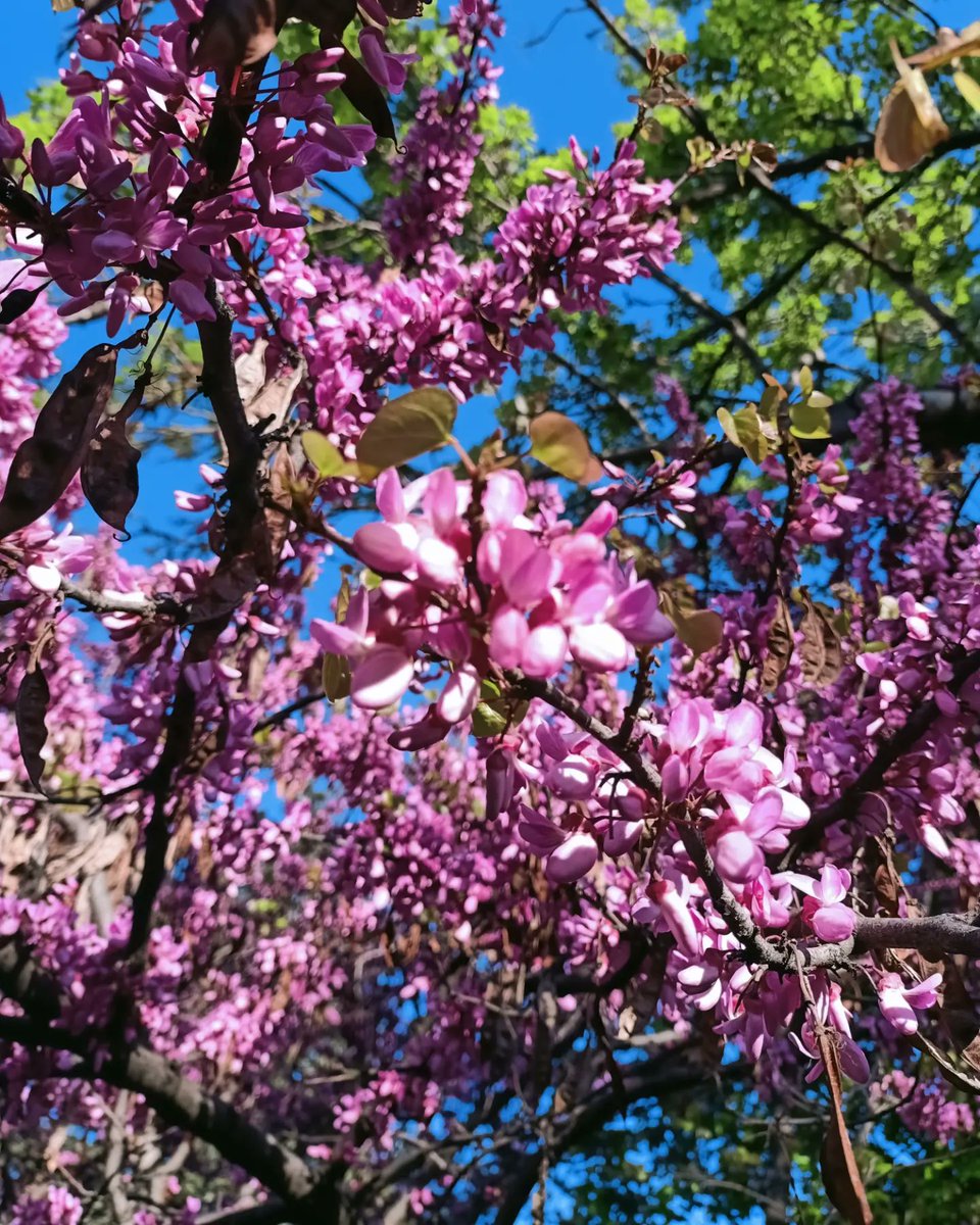 Bloom where you are planted 💖🌺✨💞I am back everyone! I was spending time with myself! Sometimes it is okay to give a break for ourselves to come back stronger and bloom more colorfully! Love y'all!
 #MothersDay #love #Eurovision #SPNFamily #WalkerFamily