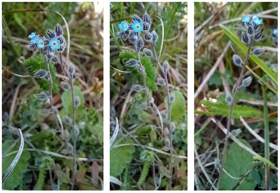 Treebeard_793's tweet image. Early Forget-me-not, Myosotis ramosissima from the proxy dune habitats on the @RSPB_Ribble #Marshside road verges. I've always had a soft spot for this oft overlooked species (&amp;amp; of course am compelled to check them closely these days - see pinned tweet for why 😁) #wildflowerhour