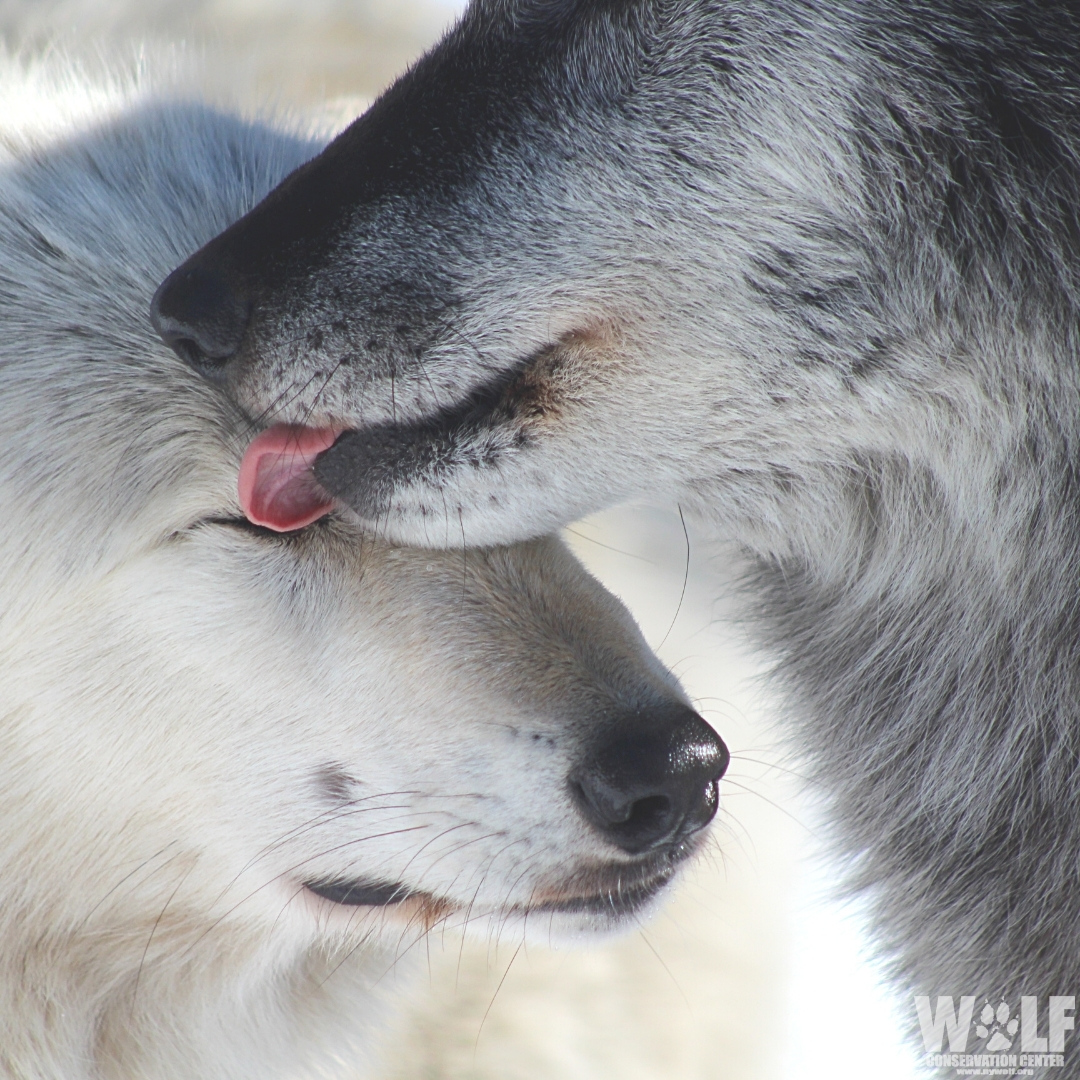 Wolves embody empathy + harmony. Their cooperative nature reminds us of our own need to work together + care for one another. By protecting them, we cultivate compassion + respect for all life, nurturing the best in ourselves + creating a kinder world. A case to #RelistWolves 🐺