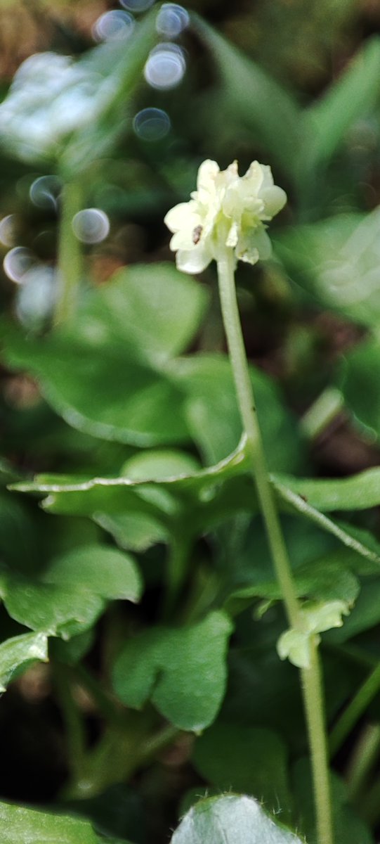 Moschatel, one of my favourite woodland flowers #wildflowerhour <a href="/wildflower_hour/">wildflowerhour</a> <a href="/BSBICymru/">BSBI Wales</a>