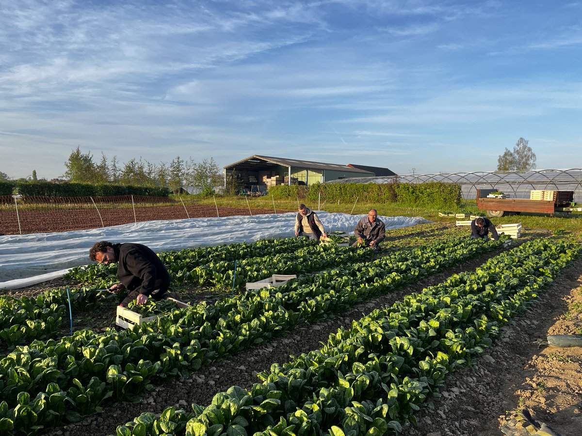 chambagri_hdf's tweet photo. Premières images de la récolte issue de l'essai SYSTEME #BIO en #maraîchage réalisé par le Pôle #Légumes Région Nord #PLRN
#épinards #laituespommées
Le 14 septembre à #lorgies se tiendra la journée technique au Pôle avec visite des essais (ouverte aux professionnels agricoles) https://t.co/MKZvo7UKvM