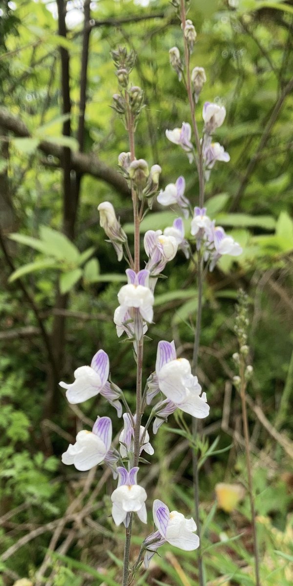 Linaria repens - beautiful markings on this Pale Toadflax for #speedwell challenge #wildflowerhour