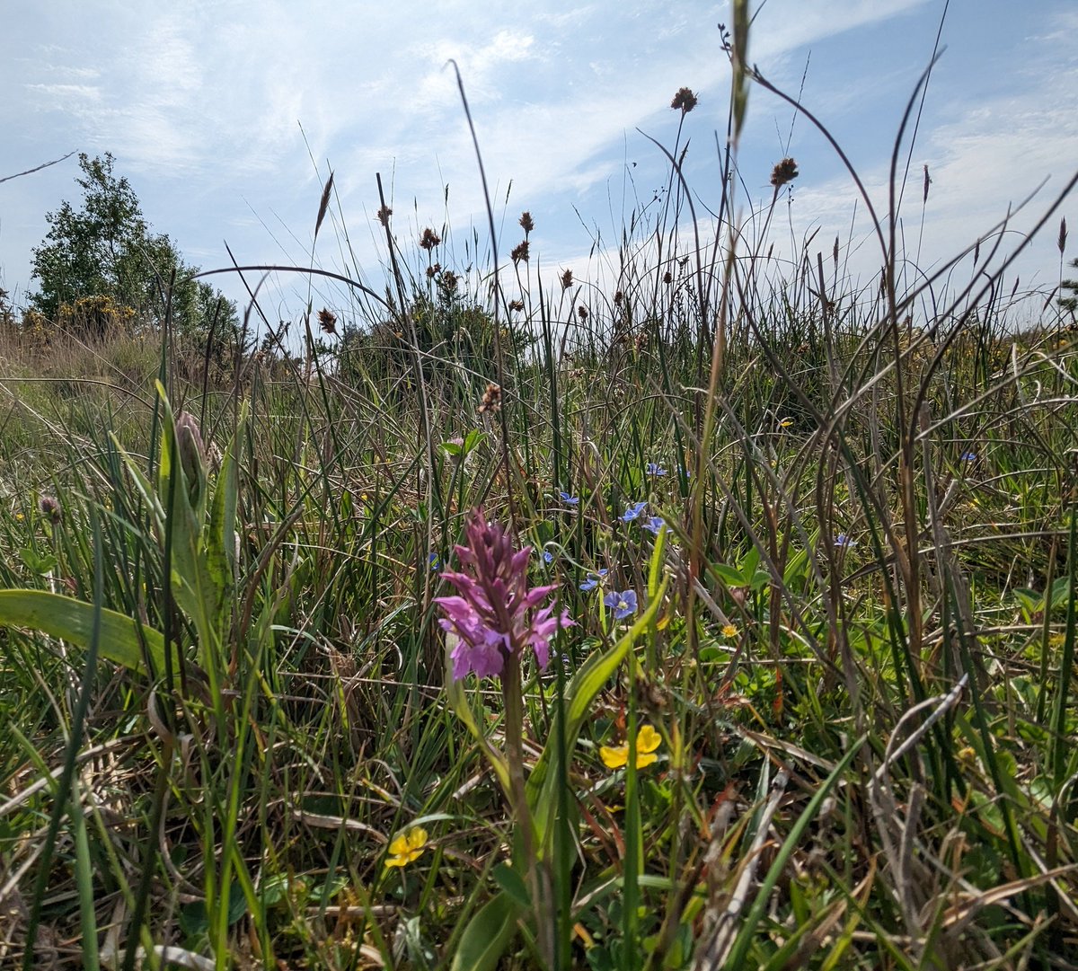 dorsetandbeyond's tweet photo. Phew...! Spotted a few #Speedwells on Rempstone Heath today, just in time for this week's #wildflowerhour.
@BSBIbotany @wildflower_hour @GreenDorset https://t.co/IMMOIThx4r