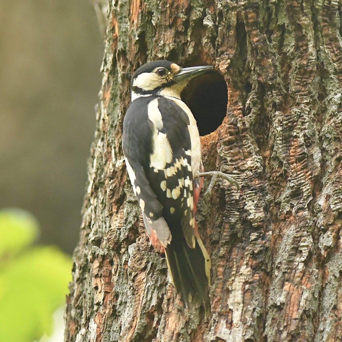 <a href="/Natures_Voice/">RSPB</a> Great Spotted Woodpecker with chicks to feed in Grangewood Park. South east London