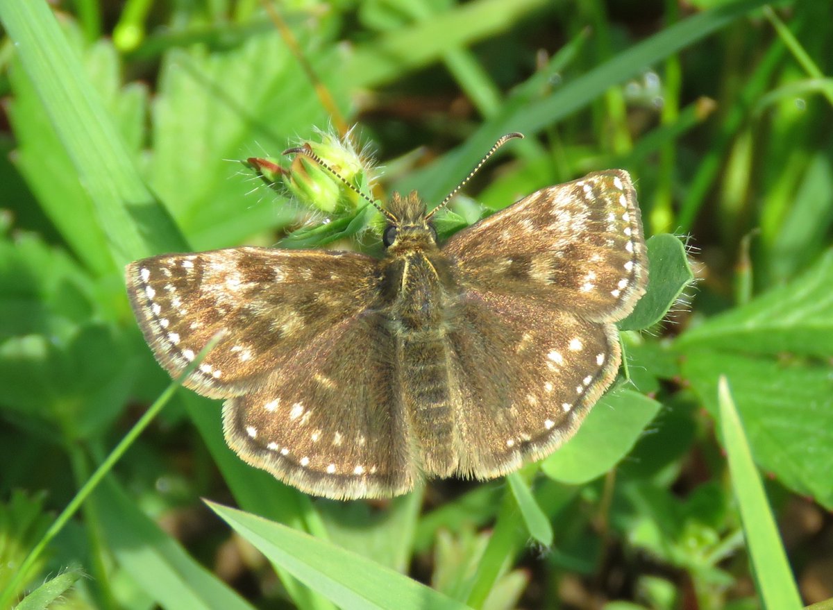 Meadowendy (@wendyholliday13) on Twitter photo Fab to find Small Copper and Dingy Skipper in the meadow this afternoon. Seventh consecutive year, so I must be doing something right! @WhitbyNats <a href="/BC_Yorkshire/">Butterfly Conservation Yorkshire</a> Fab to find Small Copper and Dingy Skipper in the meadow this afternoon. Seventh consecutive year, so I must be doing something right! @WhitbyNats <a href="/BC_Yorkshire/">Butterfly Conservation Yorkshire</a>