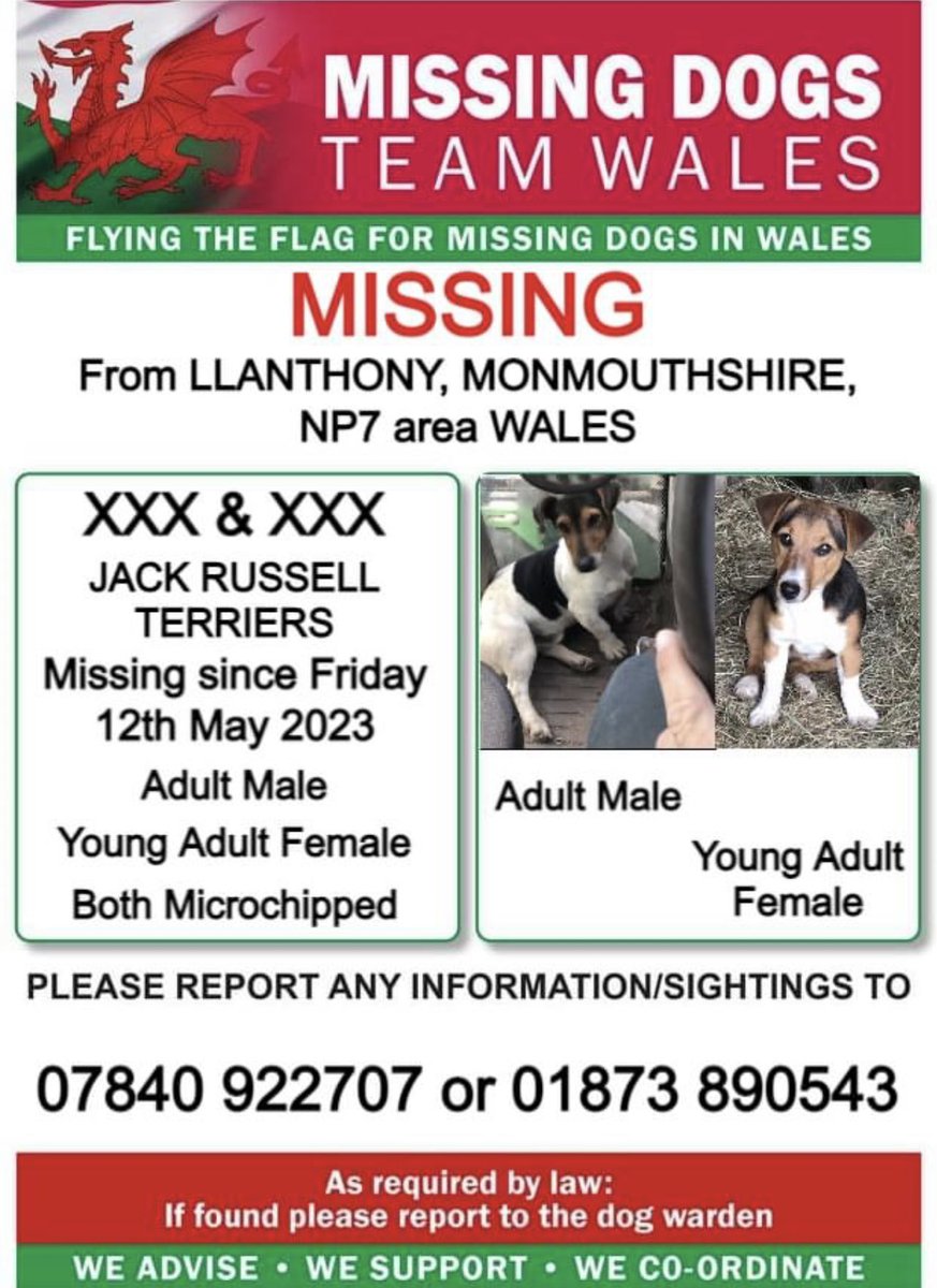missingdogwales's tweet photo. ❗️TWO #JACKRUSSELLTERRIER MISSING FROM #LLANTHONY, #MONMOUTHSHIRE, #NP7 area #WALES ❗️
❗️SINCE FRIDAY 12th MAY 2023.
PLEASE WATCH OUT FOR BOTH AND CALL NUMBER WITH ANY SIGHTINGS/INFORMATION ❗️ https://t.co/Dqx5t43z0Q