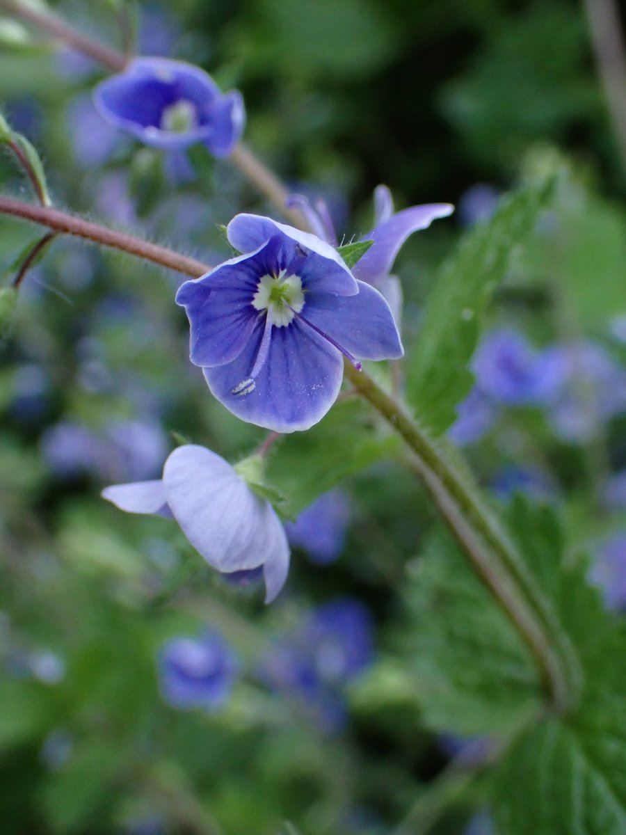 Feeling lazy: Germander Speedwell, veronica chamaedrys, in the garden. #speedwellchallenge #wildflowerhour