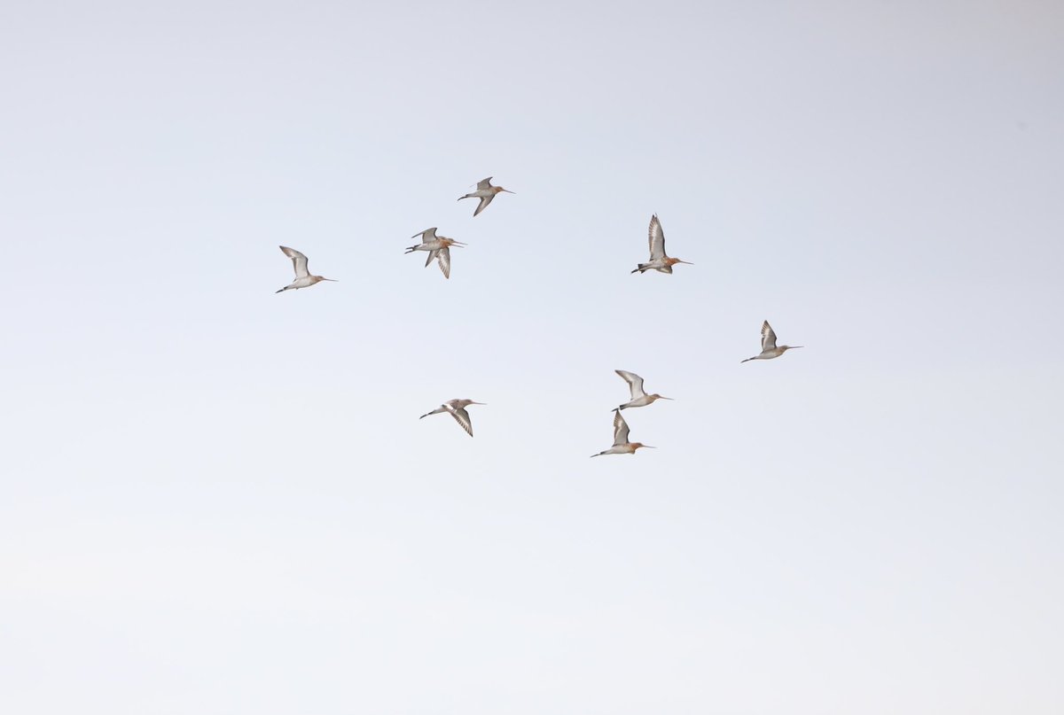 Aneeshwar_K's tweet image. I had an amazing day #birding the @RSPB_Ribble #Marshside with @GTAlstonWader . my first #Spoonbill #LittleStint #blackswan #littleringedPlover #redshank . Visit this amazing site for wonderful birding experience @Natures_Voice @RSPBEngland @_BTO @RareBirdAlertUK