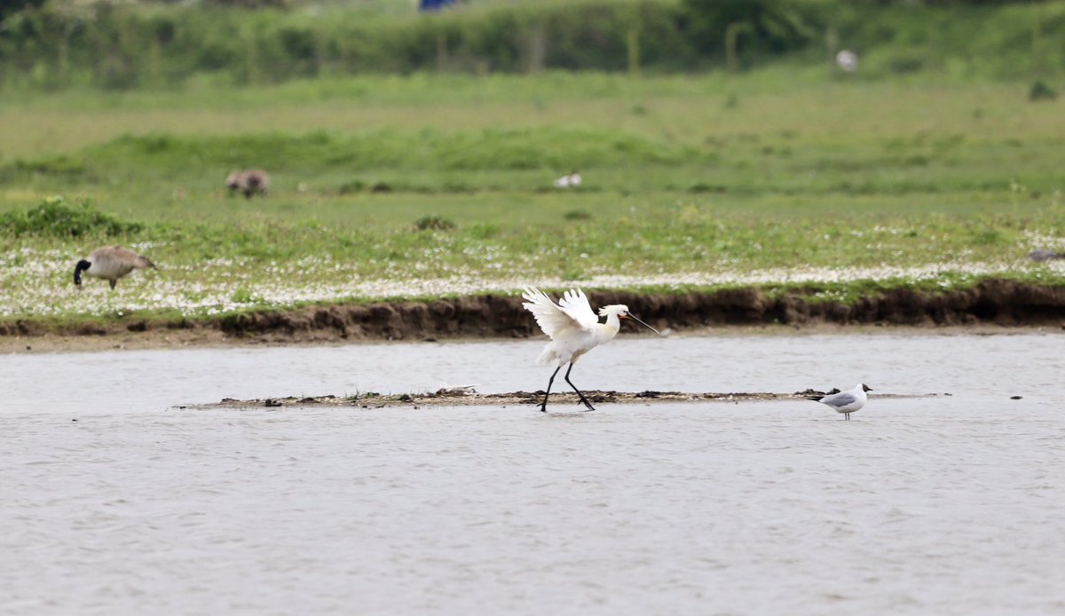 Aneeshwar_K's tweet image. I had an amazing day #birding the @RSPB_Ribble #Marshside with @GTAlstonWader . my first #Spoonbill #LittleStint #blackswan #littleringedPlover #redshank . Visit this amazing site for wonderful birding experience @Natures_Voice @RSPBEngland @_BTO @RareBirdAlertUK