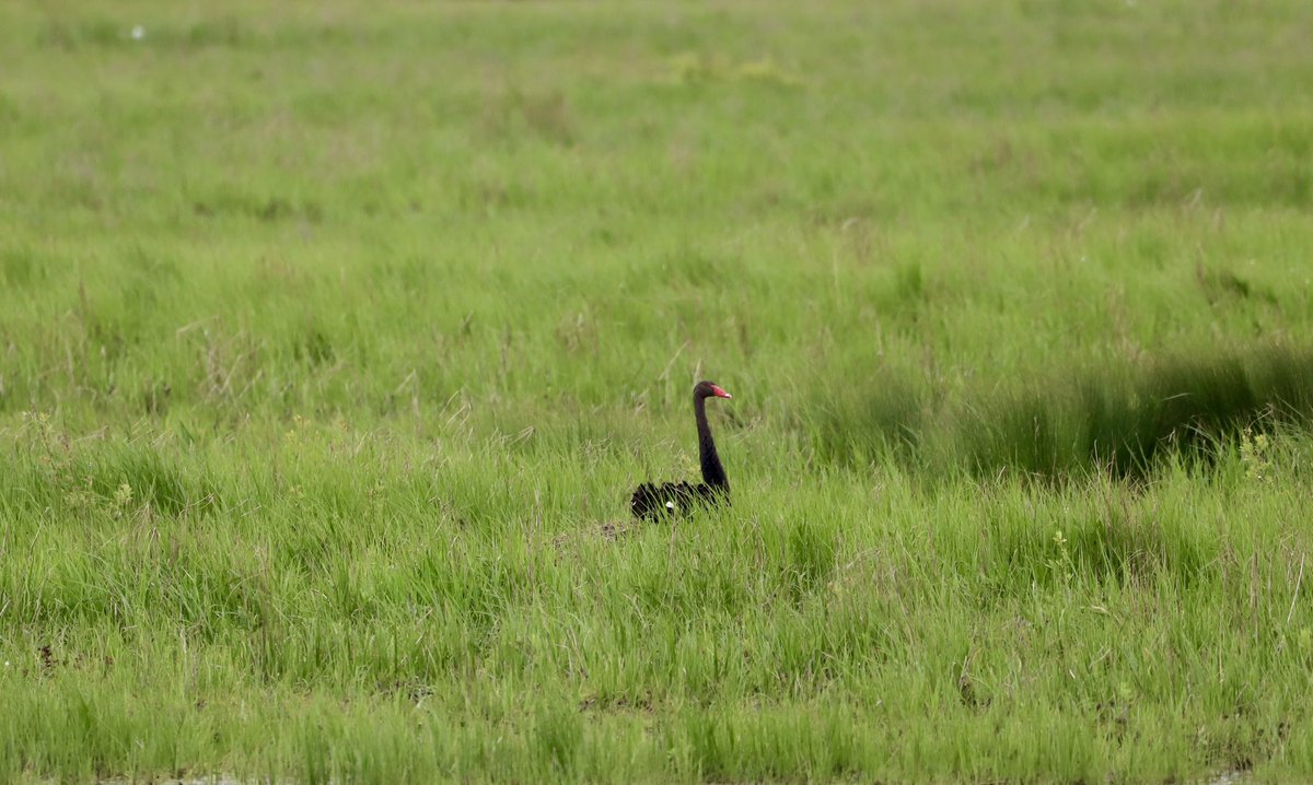 Aneeshwar_K's tweet image. I had an amazing day #birding the @RSPB_Ribble #Marshside with @GTAlstonWader . my first #Spoonbill #LittleStint #blackswan #littleringedPlover #redshank . Visit this amazing site for wonderful birding experience @Natures_Voice @RSPBEngland @_BTO @RareBirdAlertUK
