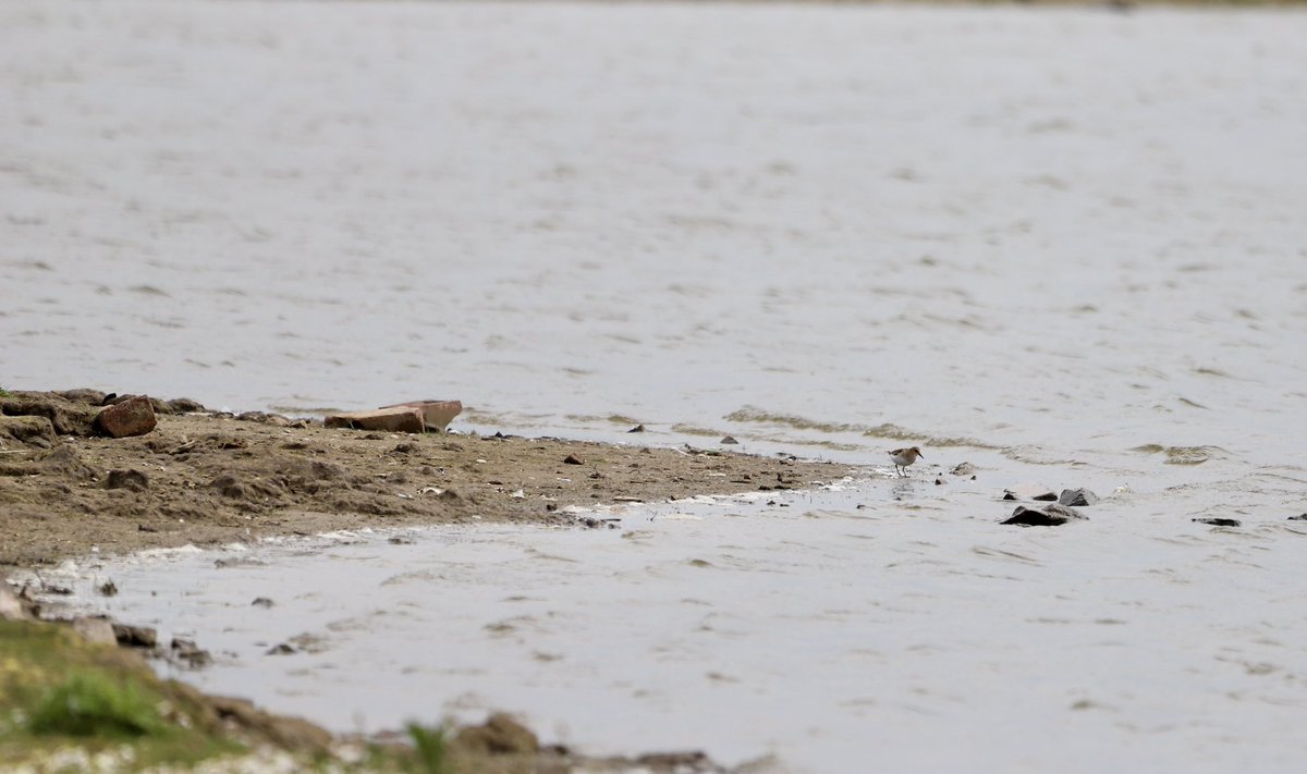 Aneeshwar_K's tweet image. I had an amazing day #birding the @RSPB_Ribble #Marshside with @GTAlstonWader . my first #Spoonbill #LittleStint #blackswan #littleringedPlover #redshank . Visit this amazing site for wonderful birding experience @Natures_Voice @RSPBEngland @_BTO @RareBirdAlertUK