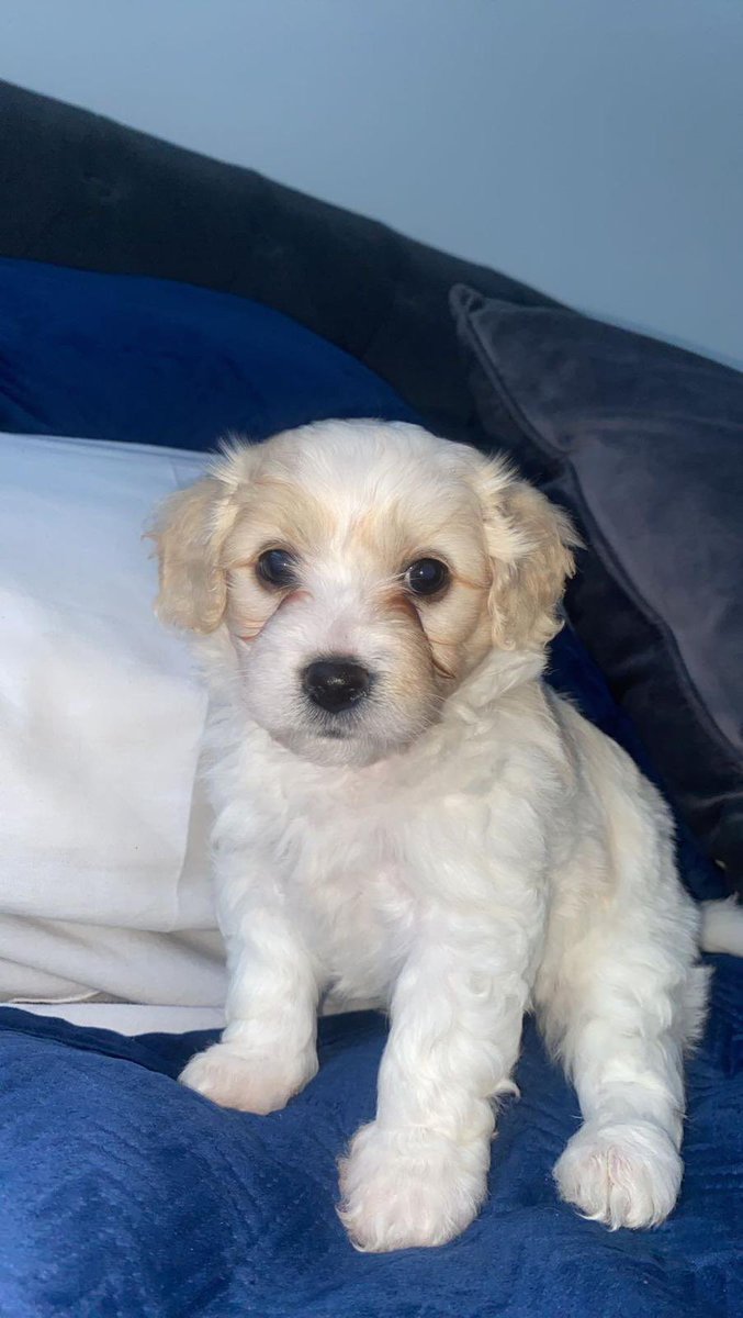 GavLorr's tweet photo. Introducing Bailey Gavin! 🥰 https://t.co/aDTG89cRfH