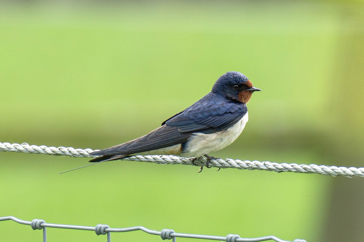 A Swallow having a rest between catching flies. Seen in #Horsforth today.