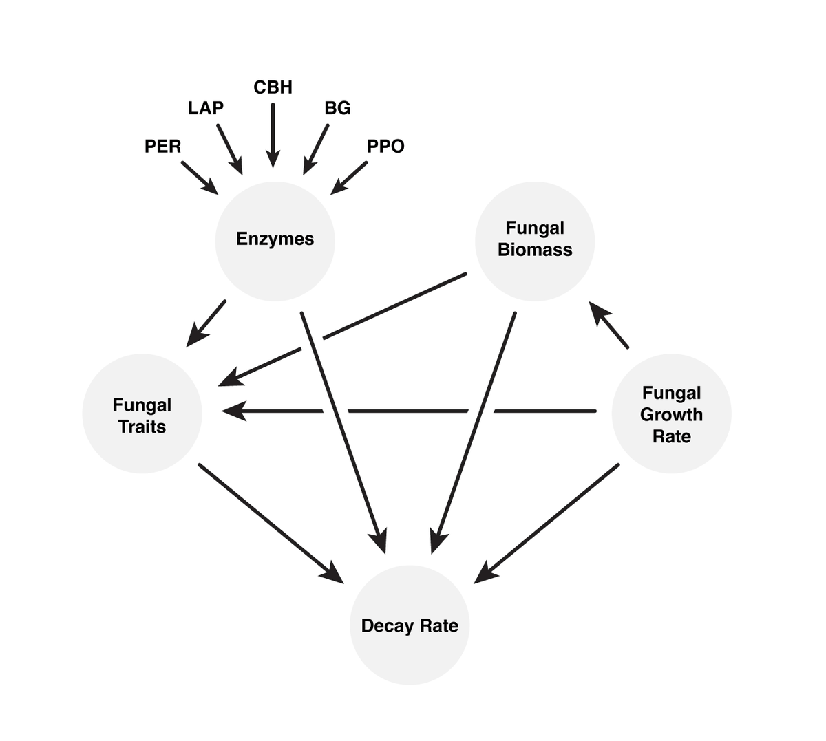 megrua's tweet image. Newest #RuaLab article came out this weekend in @BioInvasions: "Changing litter composition following the dual invasion of Amur honeysuckle and the emerald ash borer alters fungal driven decomposition in Midwestern forests" rdcu.be/db6PL