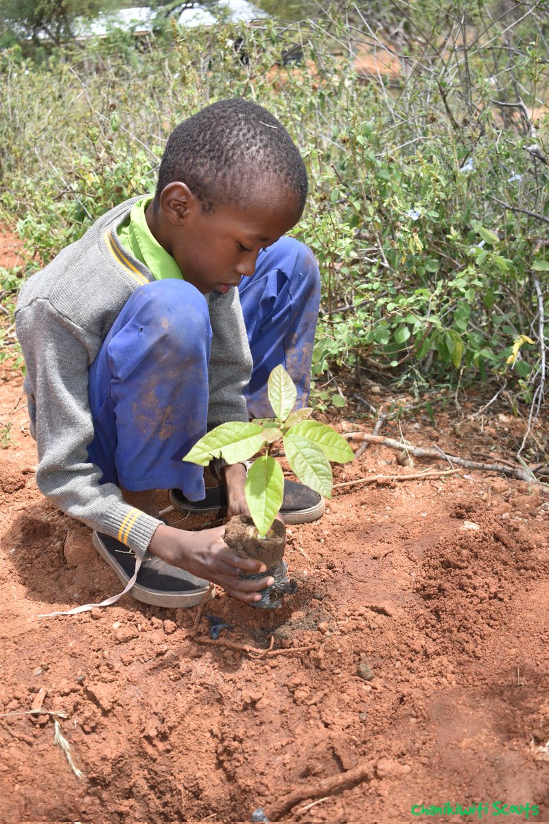 chanikiwiti's tweet photo. This has been the weekend! We planted pawpaw trees, avocado trees, flame trees, tamarind trees and flame trees at Paranga Primary together with the pupils.
#ChanikiwitiScouts
#ProjectGreenHills
#chanikiwitrees https://t.co/ZwP5mFeABp