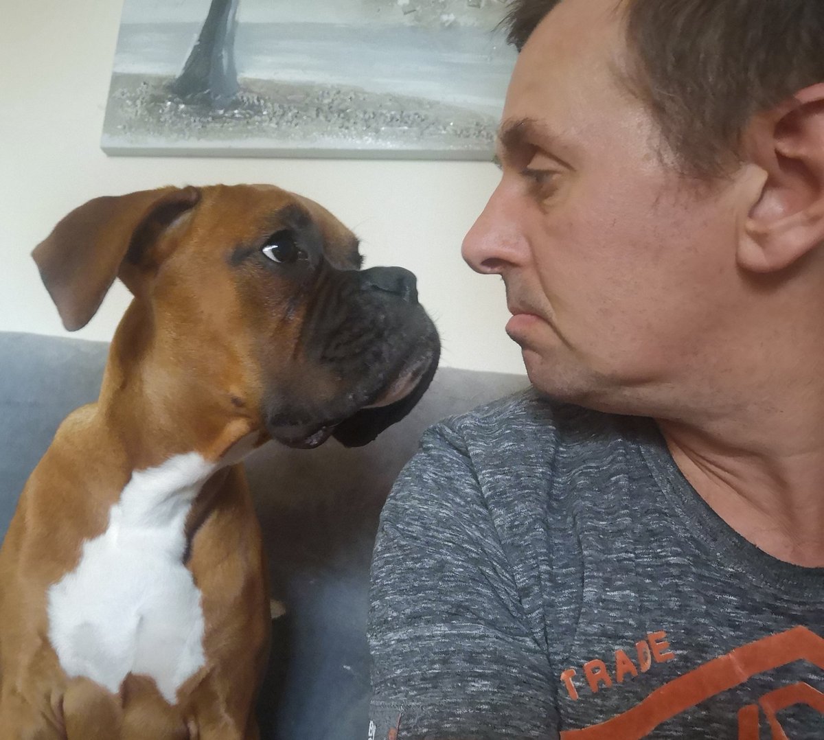 My dad keeps asking me, Who's a good boy?
I just don't know the answer because it's not me
#DogsofTwittter #boxerdog