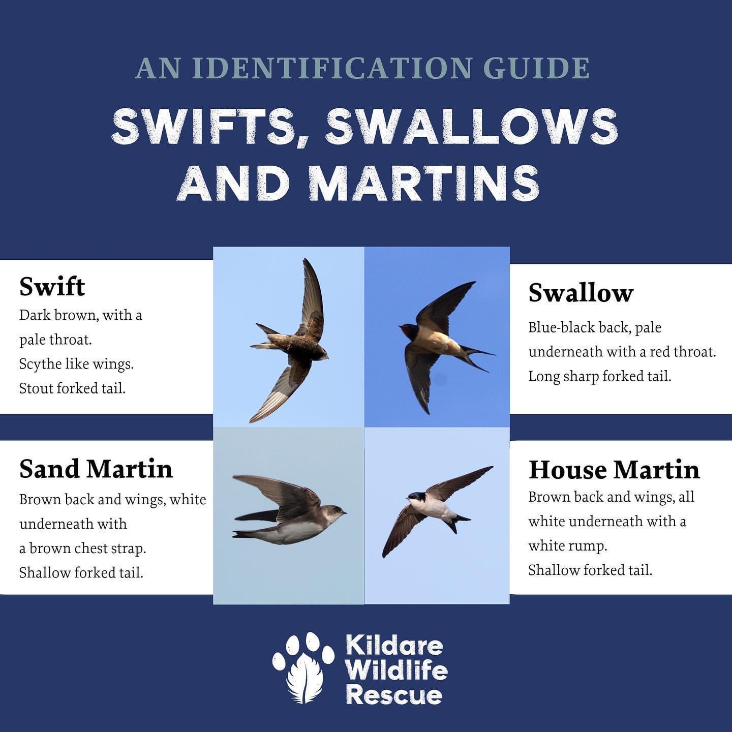 Kildare Wildlife Rescue on Twitter "We’re a day late but International