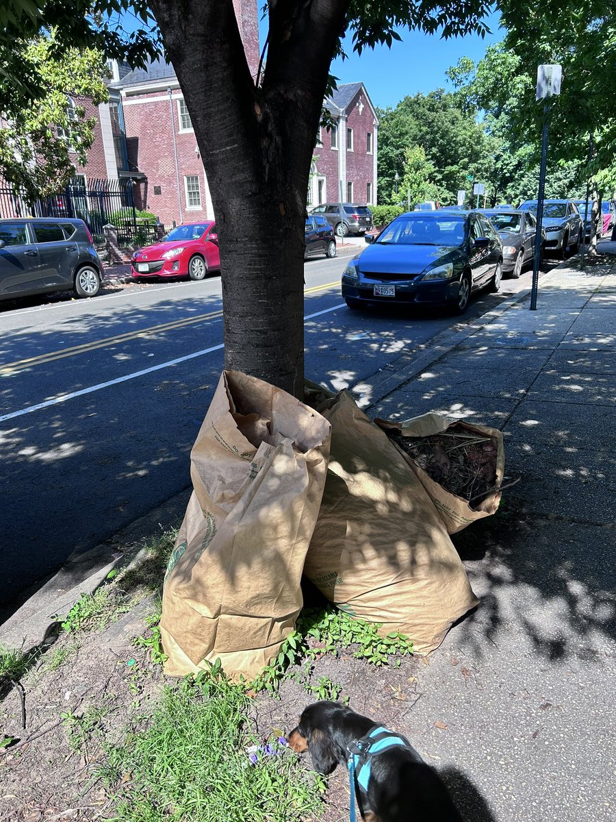 idikland's tweet photo. @311DCgov four bags of leaves need to be picked up. Located in front of 317 C St. NE. Thank you! https://t.co/lOft35Yw5f