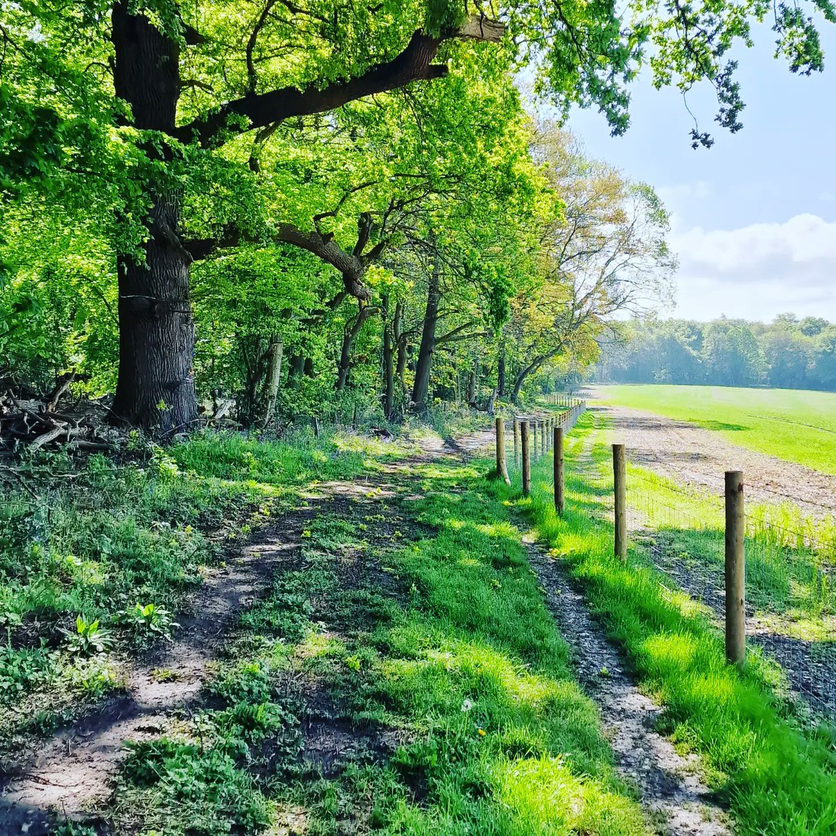 BigWorldExplore's tweet photo. Beautiful walk from Westwood Park to Latimer. #NationalWalkingMonth #NTChallenge #devere @devere_latimerestate #latimer #bluebells #countryviews #woodlandwalk #bucks #bigworldlittleexplorers https://t.co/QYTg3RBPW9