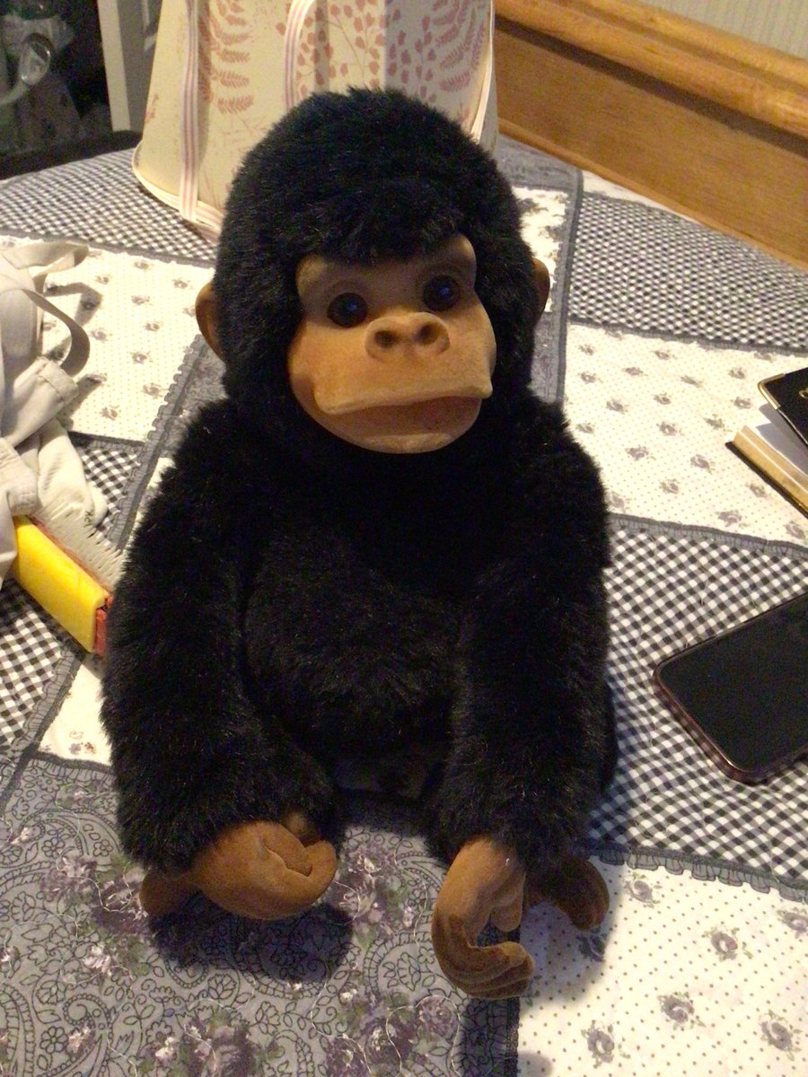So this guy has been living in my loft for many years now , he’s come in from the cold but needs a name if he is to stay with us , Twitterland help us out and give him a name #monkeylife
