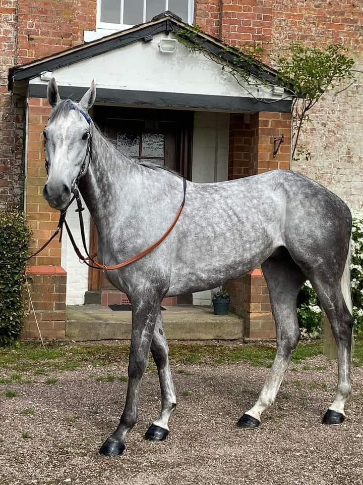 Me and my wife proud owners,enjoyed today around donald mccains yard,thankyou to all staff,and our lad grey skies  picked our trophy up,very  happy,  come on grey you show them.