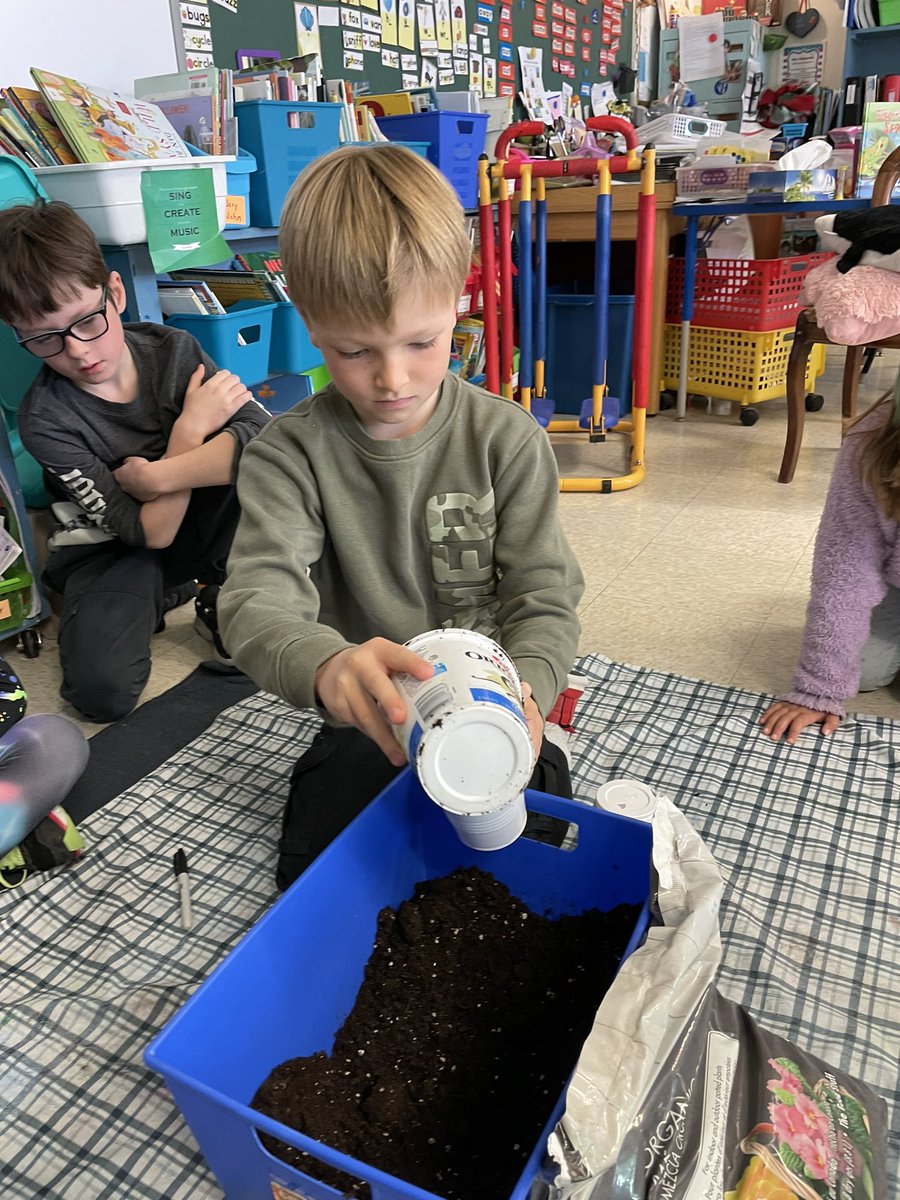 mrsdebertin's tweet photo. Two weeks ago our @Tomatosphere plants were ready to repot. They are growing well. This week we will send in our results to @LetsTalkScience to see which seed group is the control and which are the ISS seeds. #spaceseeds #Grade2scientists @CentrevilleSch https://t.co/jF5Q7Vgd2D