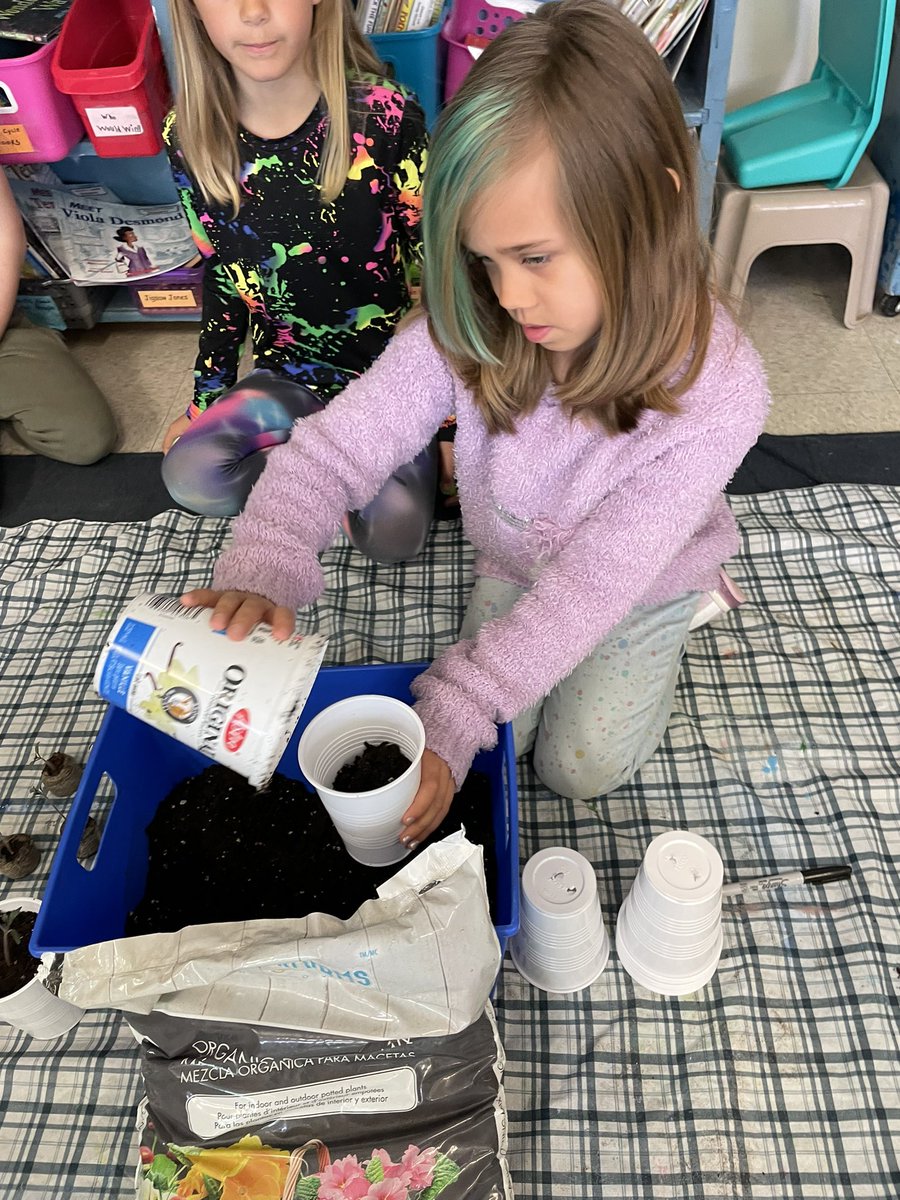 mrsdebertin's tweet photo. Two weeks ago our @Tomatosphere plants were ready to repot. They are growing well. This week we will send in our results to @LetsTalkScience to see which seed group is the control and which are the ISS seeds. #spaceseeds #Grade2scientists @CentrevilleSch https://t.co/jF5Q7Vgd2D