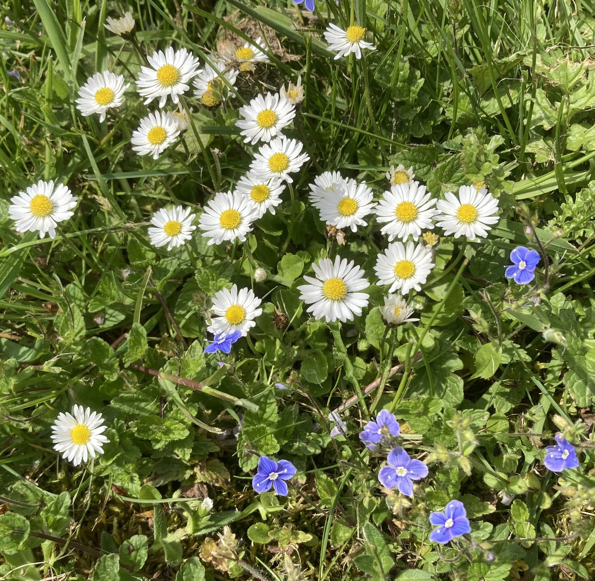 john_edale's tweet photo. Germander #speedwell growing amongst the daisies in Telford #wildflowerhour https://t.co/XCXnQT92yH
