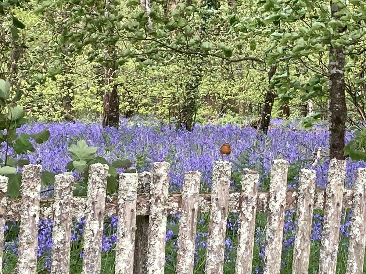 oldchef76's tweet photo. @nationaltrust @NTClumberPark Lanhydrock NT both grounds and woods are a real picture this year https://t.co/AEHf1ZiL9n