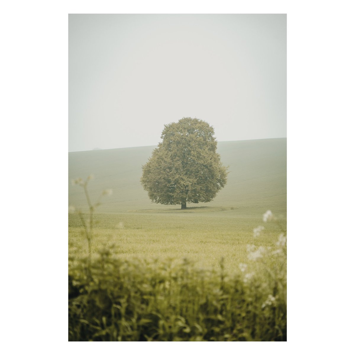 A Glorious morning in foggy woodland #woodland #fog #photograghy #wexmondays