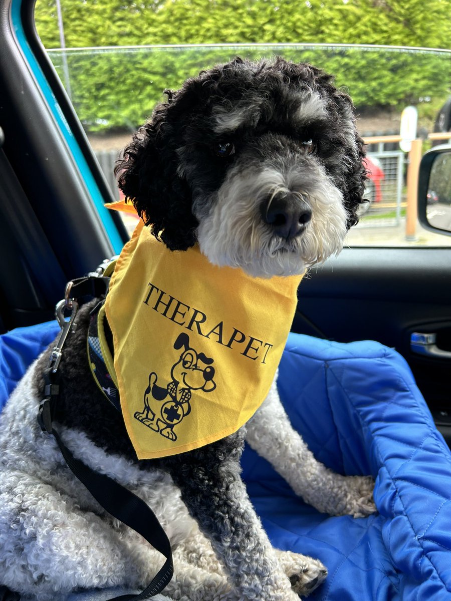 FMClarke1's tweet photo. Another super visit to our local nursing home last week with my wee Brodie - the residents adore him and their smiles make my day! #therapet #therapydog #canineconcernscotland #volunteering @CanineConcern @TherapetC https://t.co/eGsynjOGt5