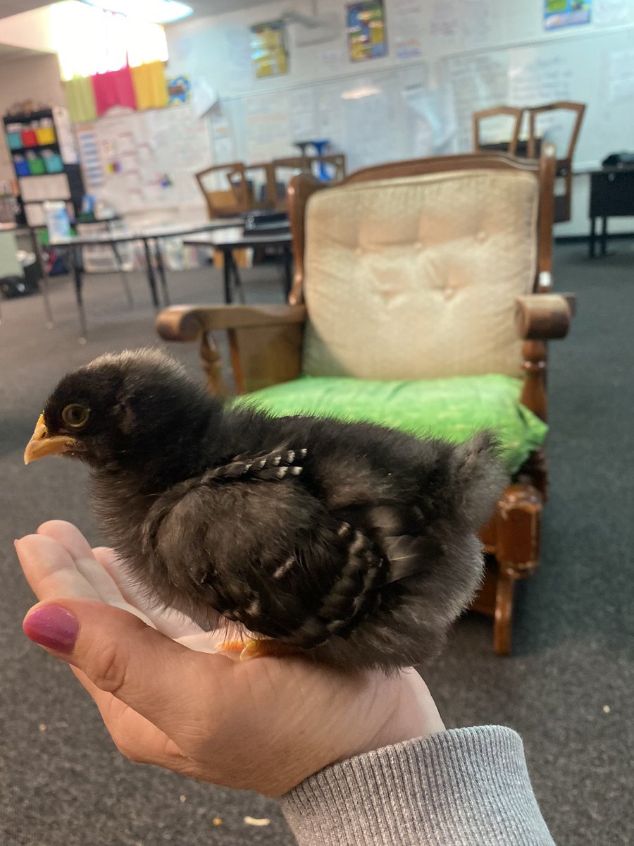 They really don’t fit or want to sit on my hand anymore …. They grew so much this weekend… a few more days before they go to their new home 🥰

#InTheArena #Spartans216