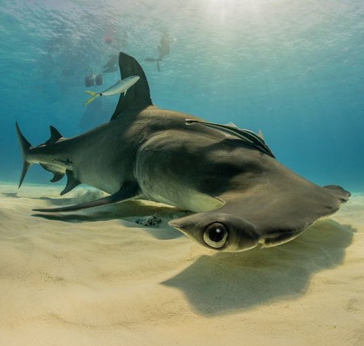 tubaleias's tweet image. tubarões fazendo “bombastic side eye, criminal offensive side eye”; a thread