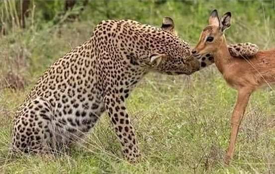 kuscher_v's tweet photo. @kisaakye_pie N that makes me wonder Y ,basaba ini abafana, uma thina abomadala sinithata bayakhala ,ngizoshiya imessage ethi "while u were out for NYAUPE i kept her warm" so come la NANA https://t.co/c1cpN1tn4y
